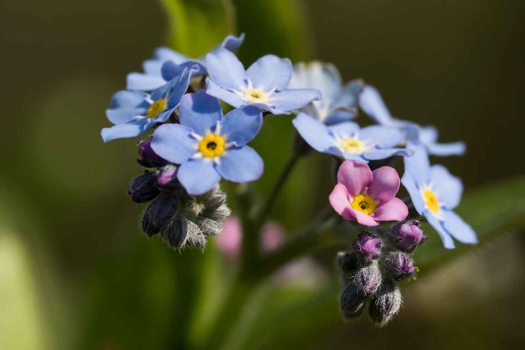Forget me not by Chris Lawrence
