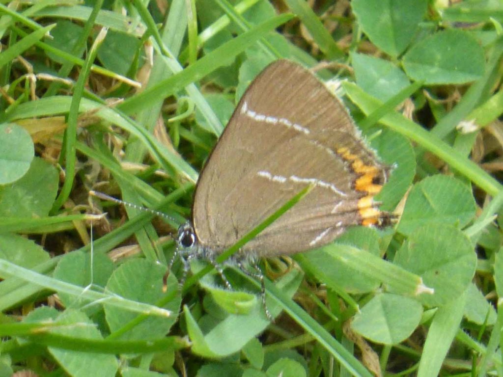 White Letter Hairstreak by Ben Keyboard