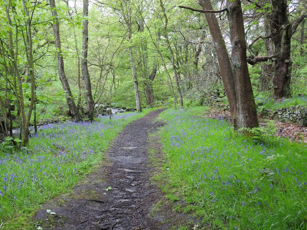 Walk Bluebells by Rob Miller