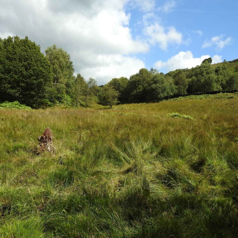 Agden Bog