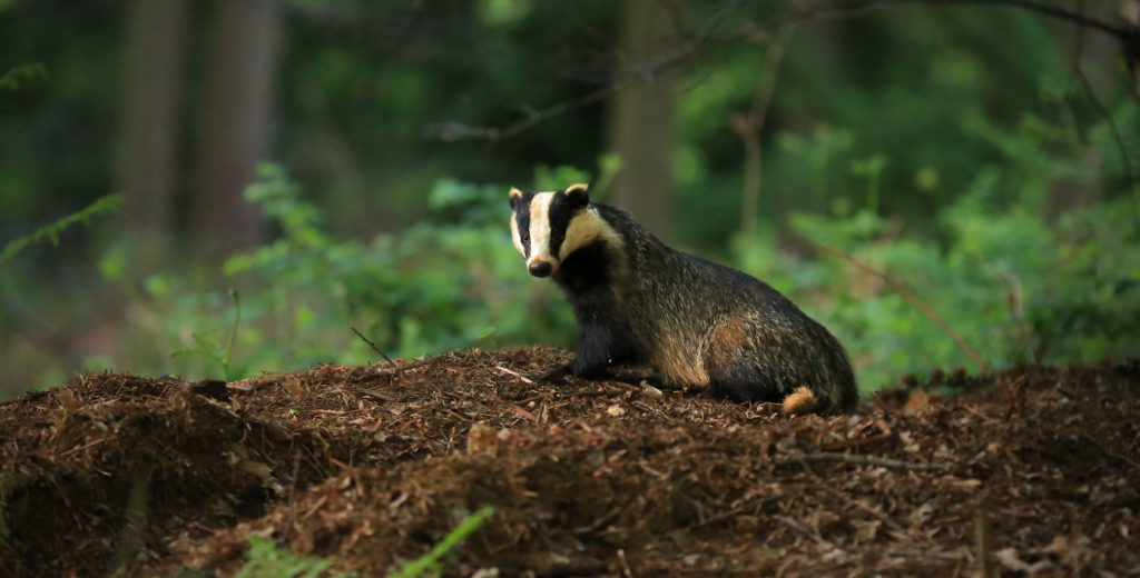 Badger by Jon Hawkins, Surrey Hills Photography