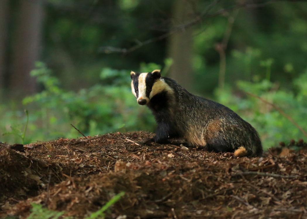 Badger by Jon Hawkins, Surrey Hills Photography