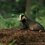 Badger by Jon Hawkins, Surrey Hills Photography