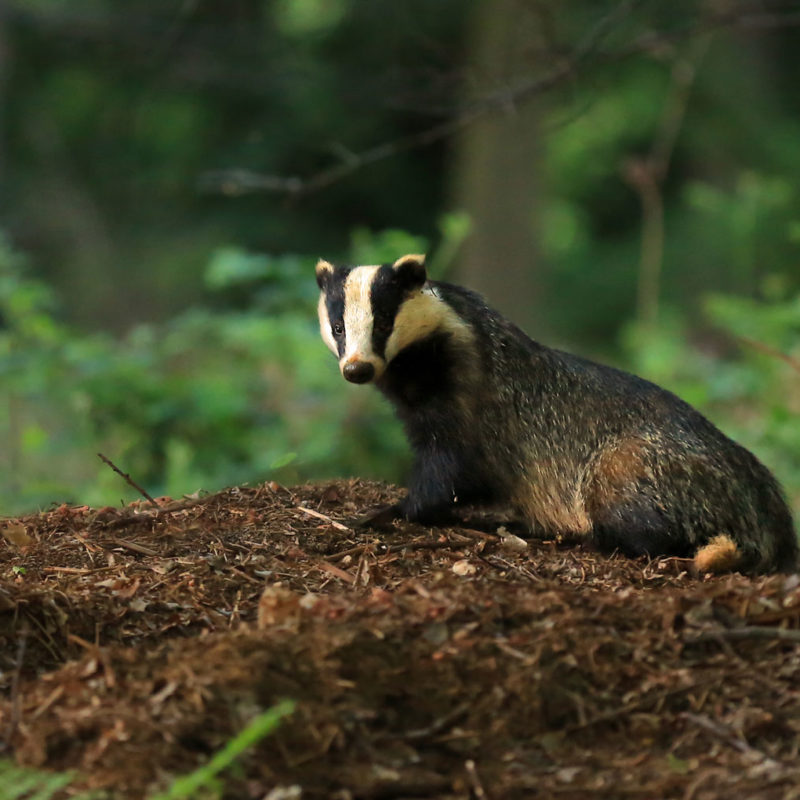 Badger by Jon Hawkins, Surrey Hills Photography