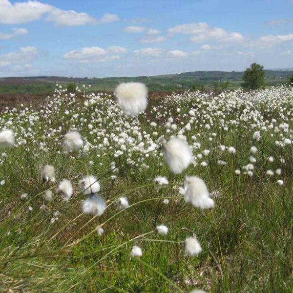 Blacka Moor Cottongrass