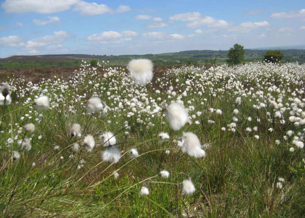Blacka Moor cottongrass © N Abbas