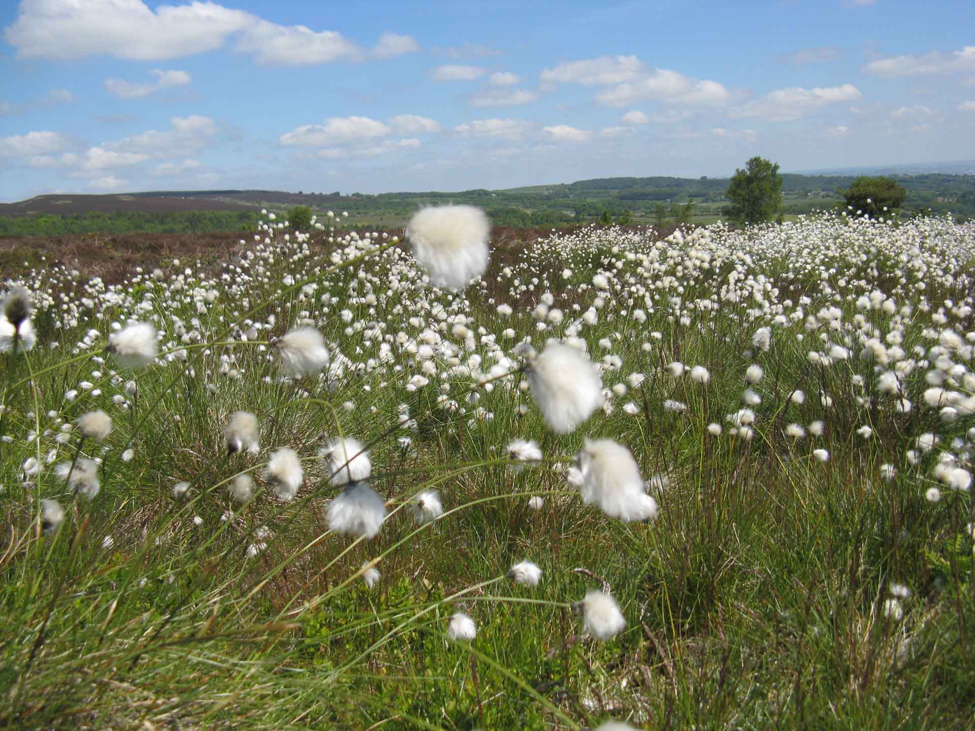 Blacka Moor cottongrass © N Abbas