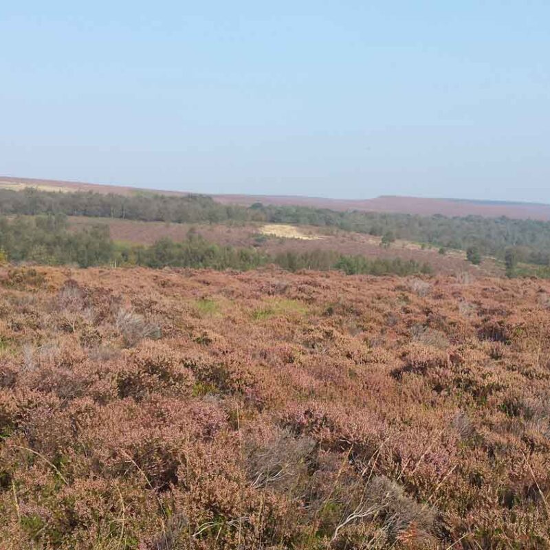 Blacka Moor View