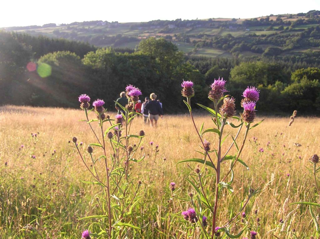 Carr House Meadows