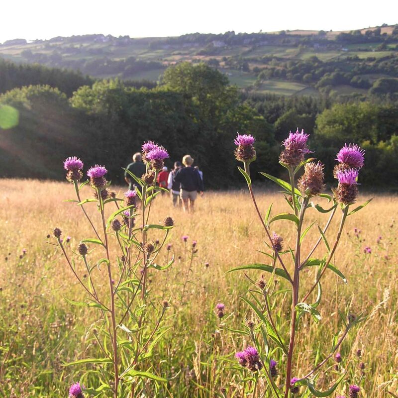 Carr House Meadows