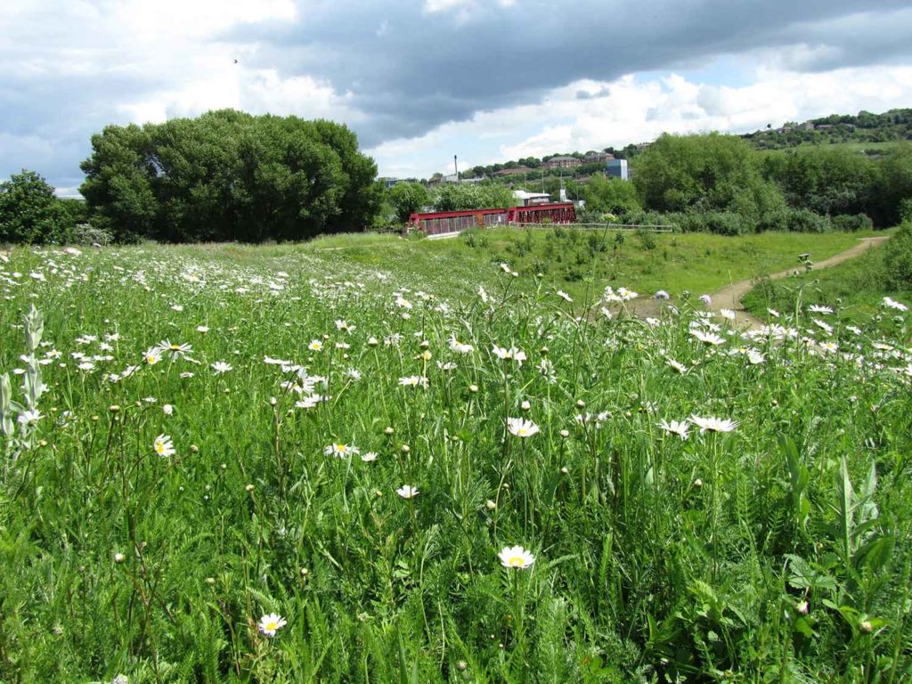 Centenary Riverside Wildflower Meadow by Helen Taylour