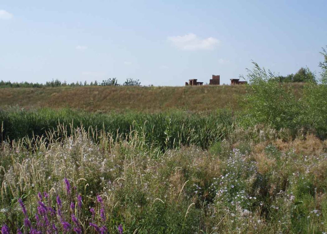 Centenary Riverside Landscape Grasses