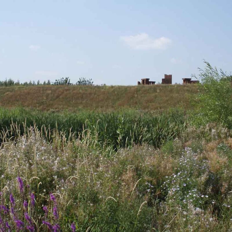 Centenary Riverside Landscape Grasses