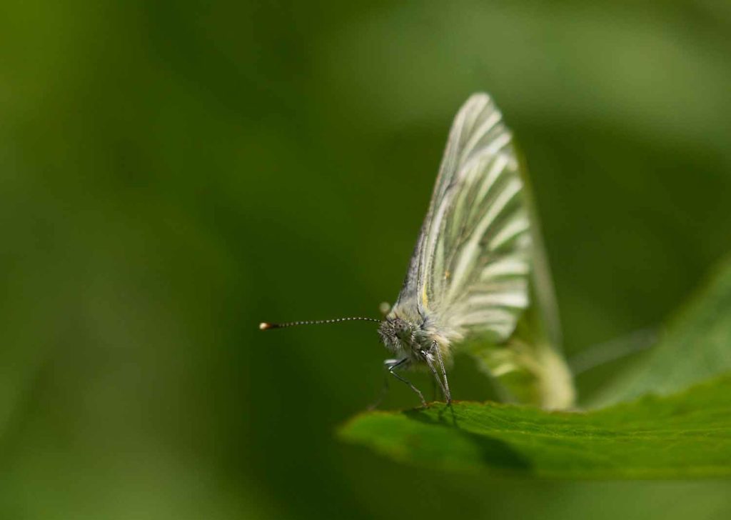 Greno Woods June 10 by Paul Hobson