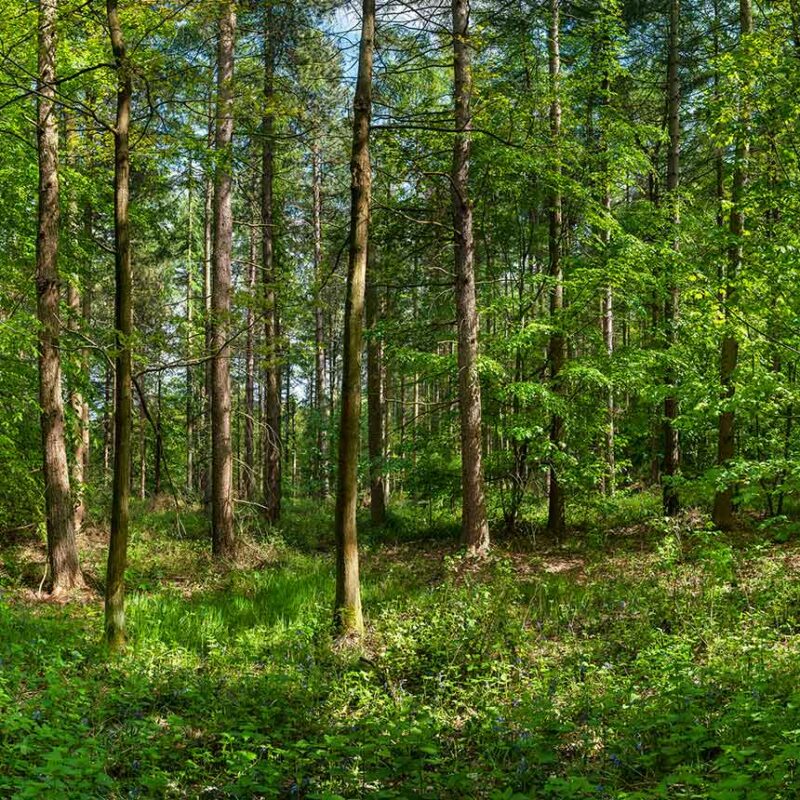 Greno Woods Pano