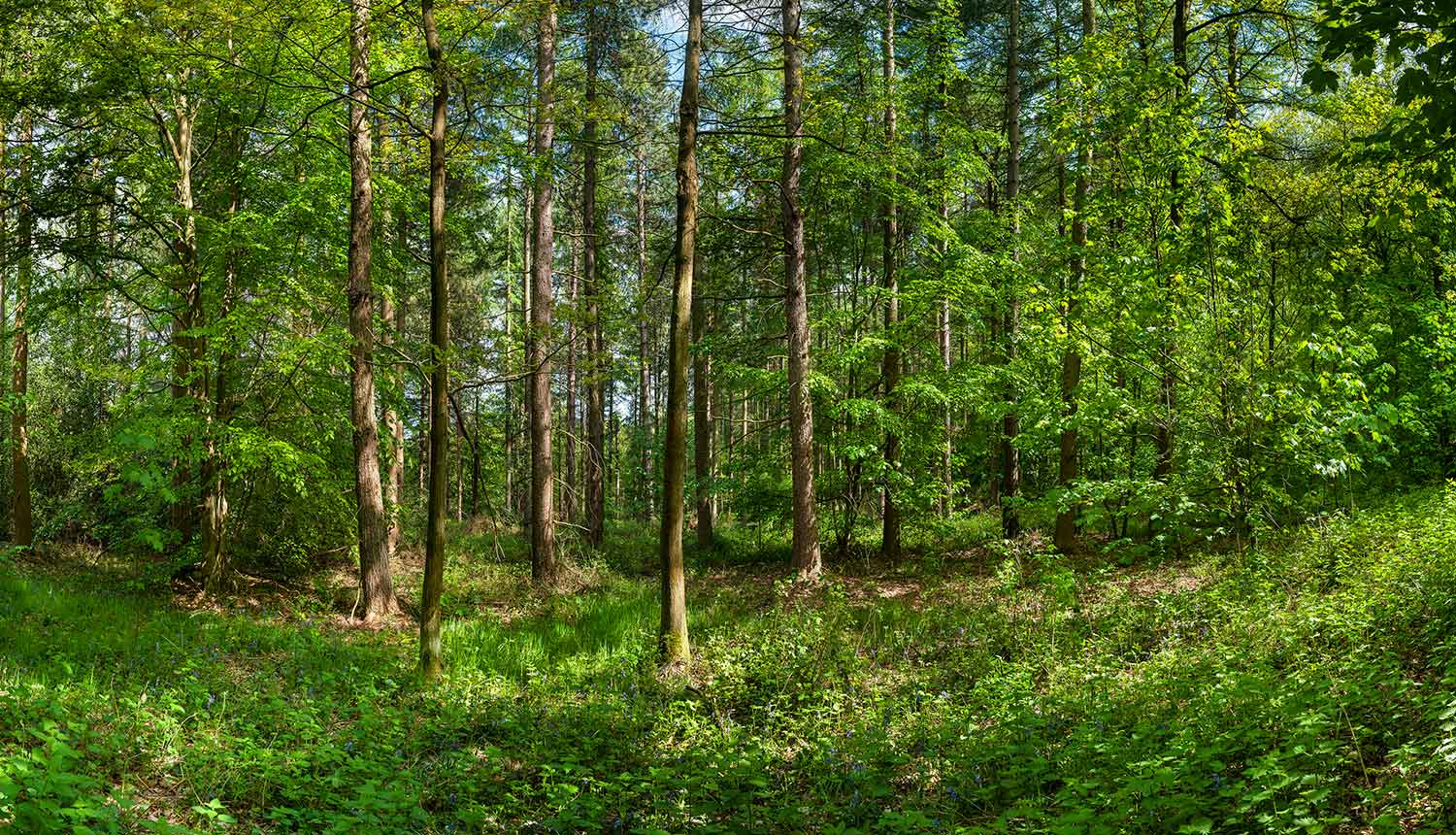 Greno Woods Pano
