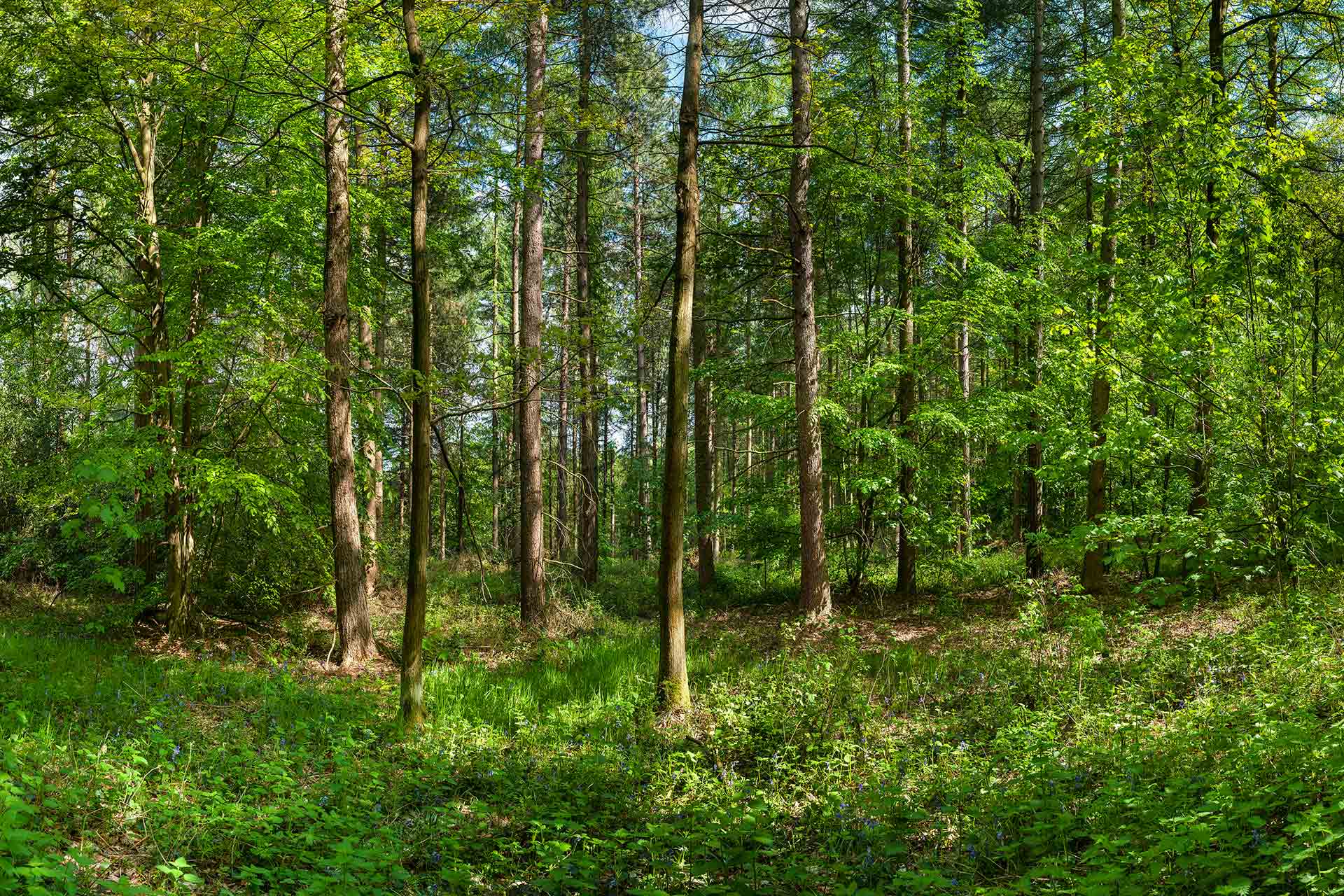 Greno Woods