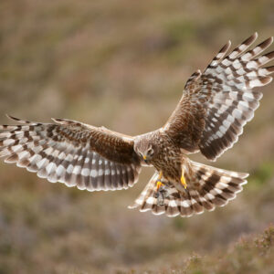 Hen Harrier by Mark Hamblin