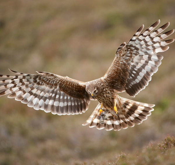 Hen Harrier by Mark Hamblin