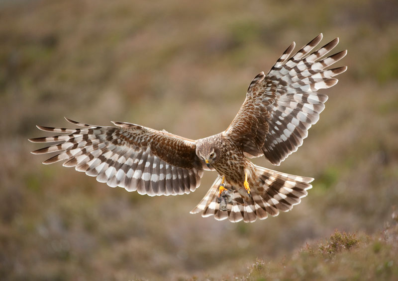 Hen Harrier  British Bird Of Prey Centre Wales