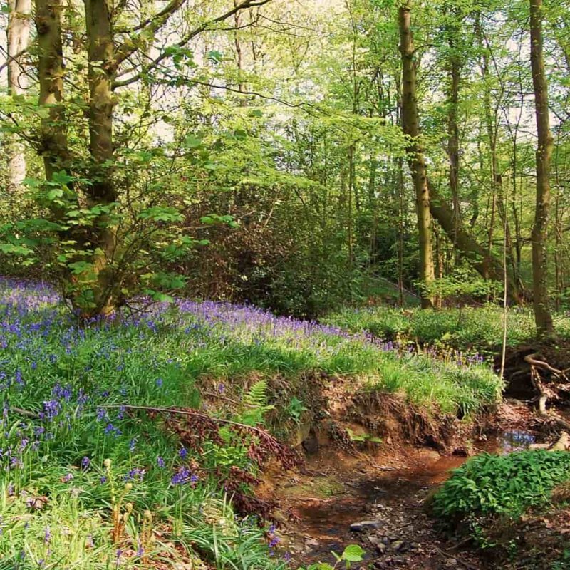Bluebells at Moss Valley by Amy Hattersley
