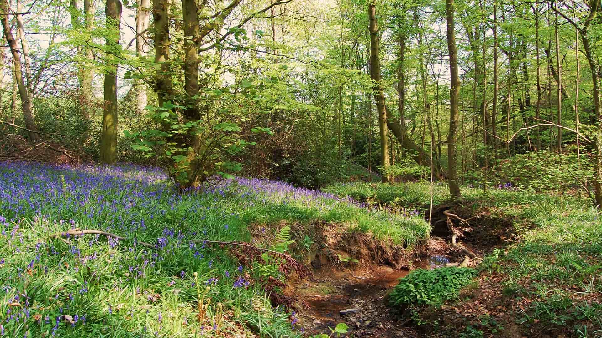 Bluebells at Moss Valley by Amy Hattersley