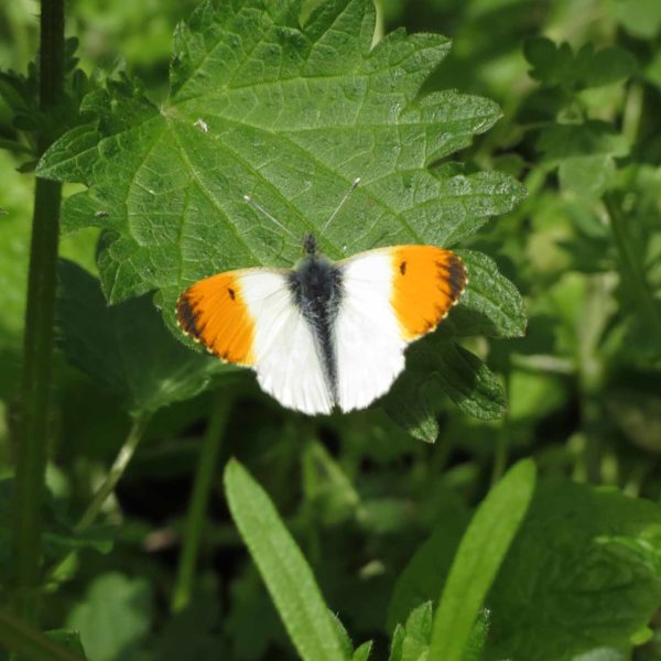 Orange Tip at Salmon Pastures © Sarah Sidgwick