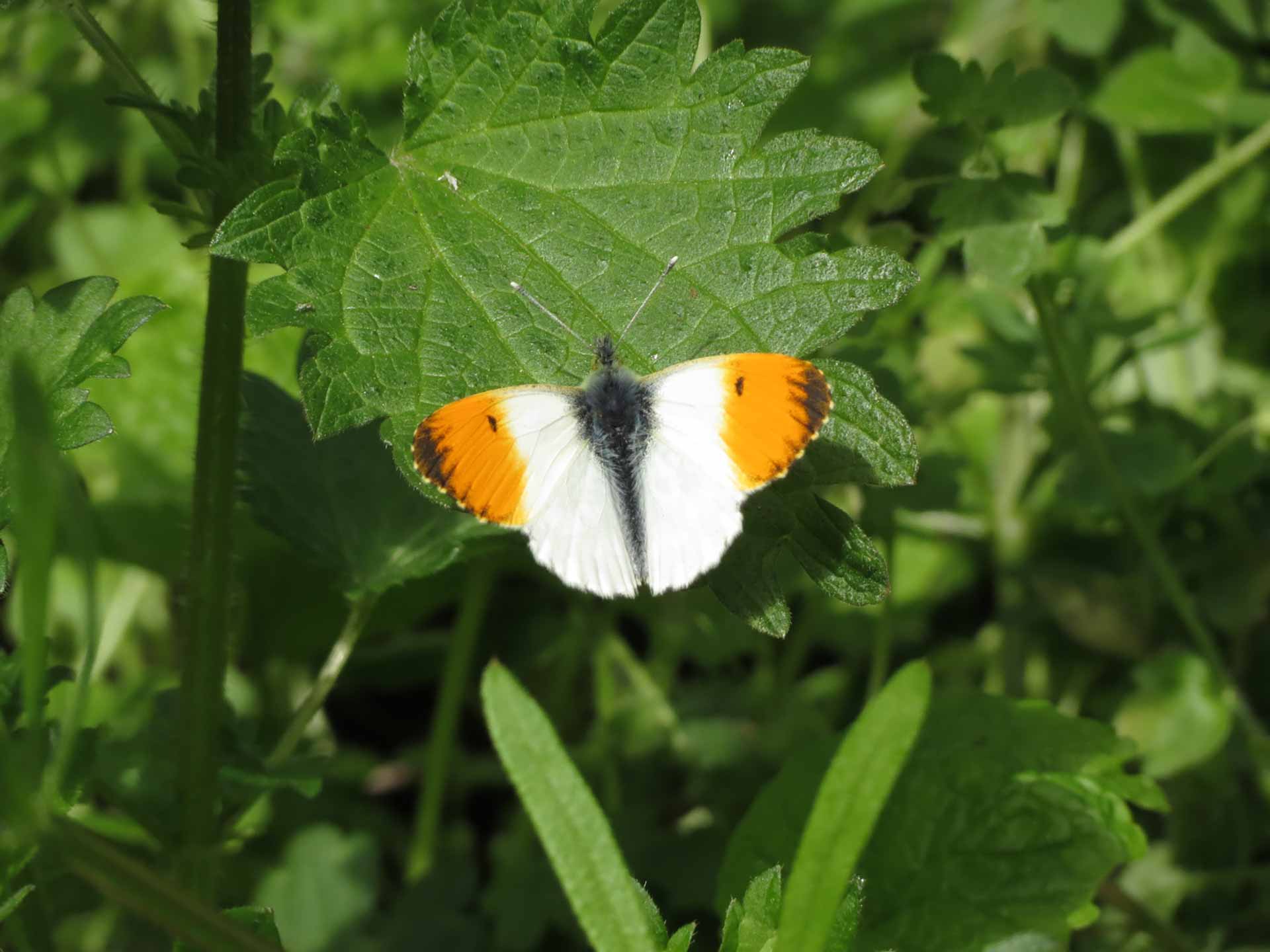 Orange Tip at Salmon Pastures © Sarah Sidgwick