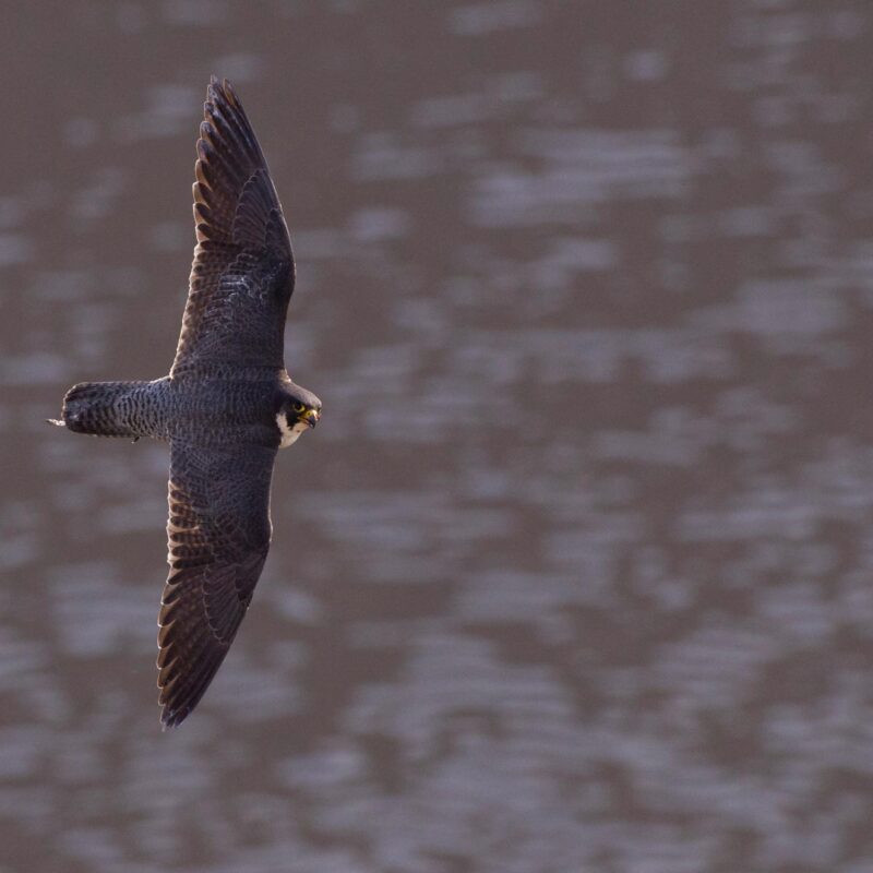 Peregrine Falcon by Bertie-gregory