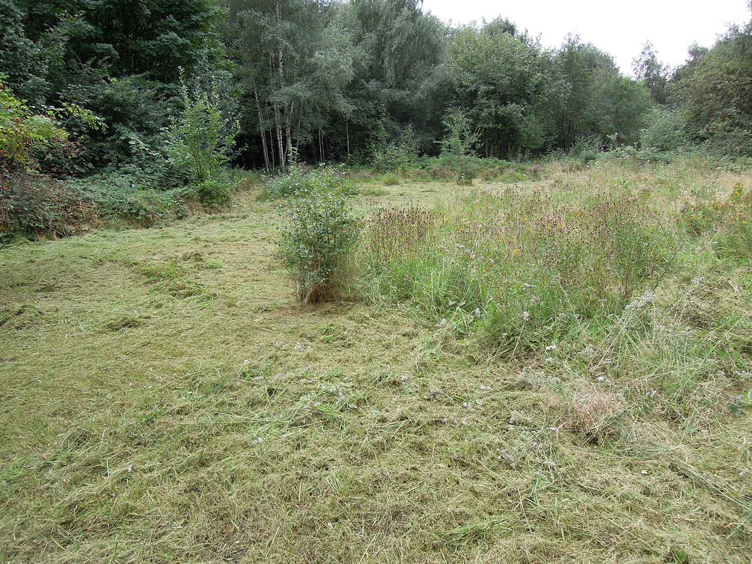 Salmon Pastures Meadow Cut by Jono Collett