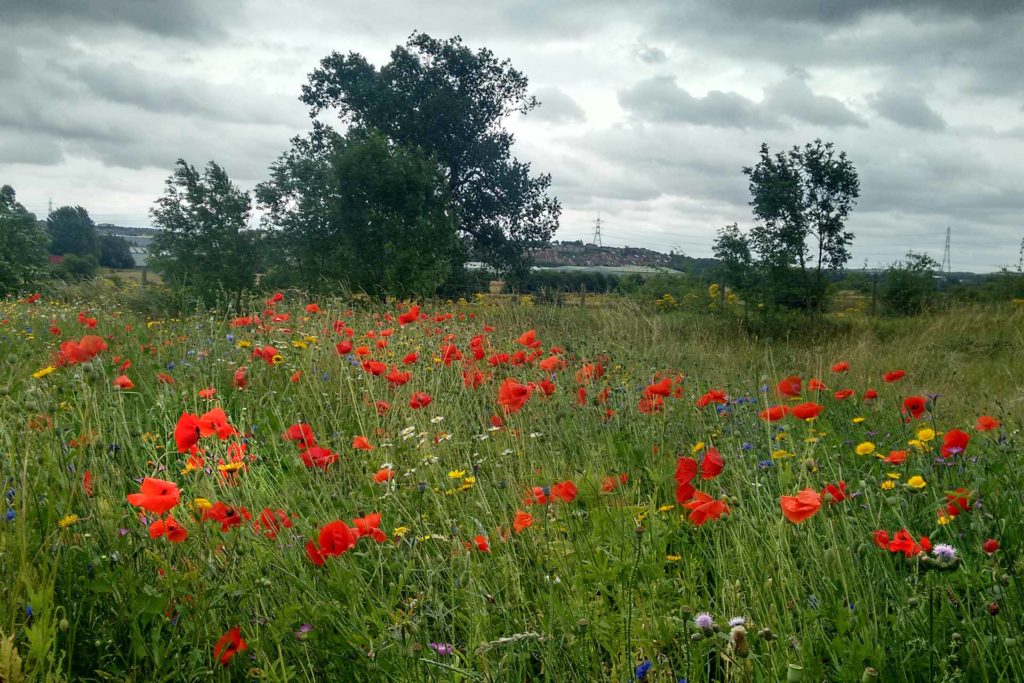 Woodhouse Washlands wildflower patch © N Abbas