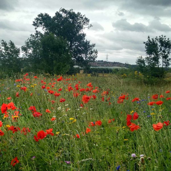 Woodhouse Washlands wildflower patch © N Abbas