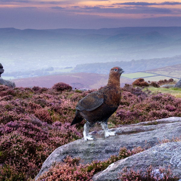 A Red Grouse stood on a limestone rock in the foreground with the moorland of the Peak District stretching to a cloudy red sky in the distance.