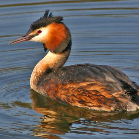 A Great Crested Grebe floating on still water. It has white cheeks, a dark cap, an orangey ruff, a white neck and a dark body.