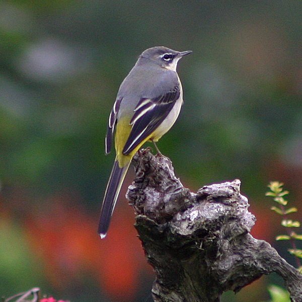A grey Wagtail facing away from us shows its grey upper, black wing and long tail. The bright yellow of its rump contrasts this