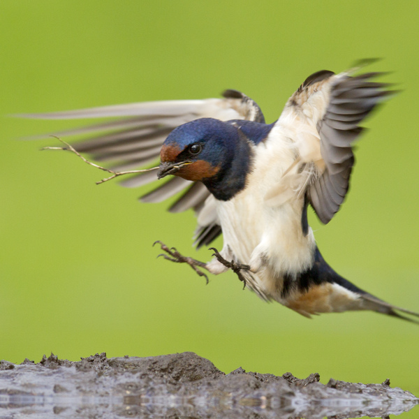 A swallow coming into land wings spread wide reveling te