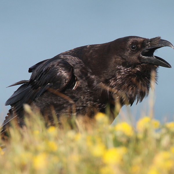 A Raven stood facing to the right.