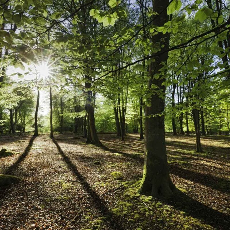 Sunrise in Forest by Guy Edwards