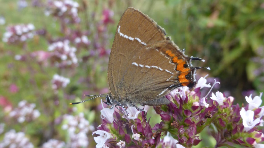 White-letter Hairstreak butterfly