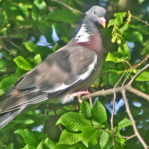 A Woodpigeon perched in a tree.