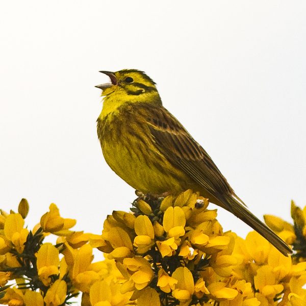A Yellowhammer male sings from his plant top perch