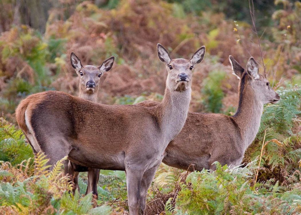 Blacka Moor deer, by Tom Aspinall