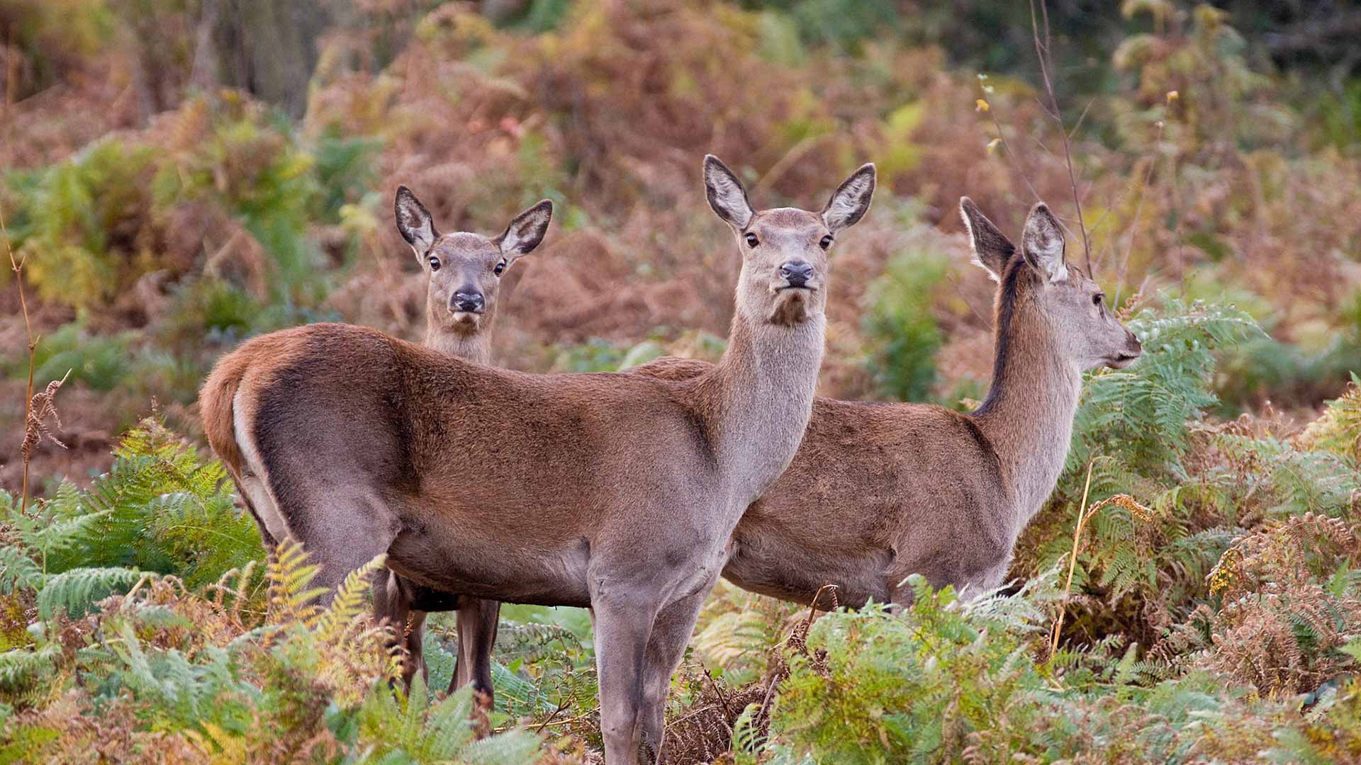Blacka Moor deer, by Tom Aspinall