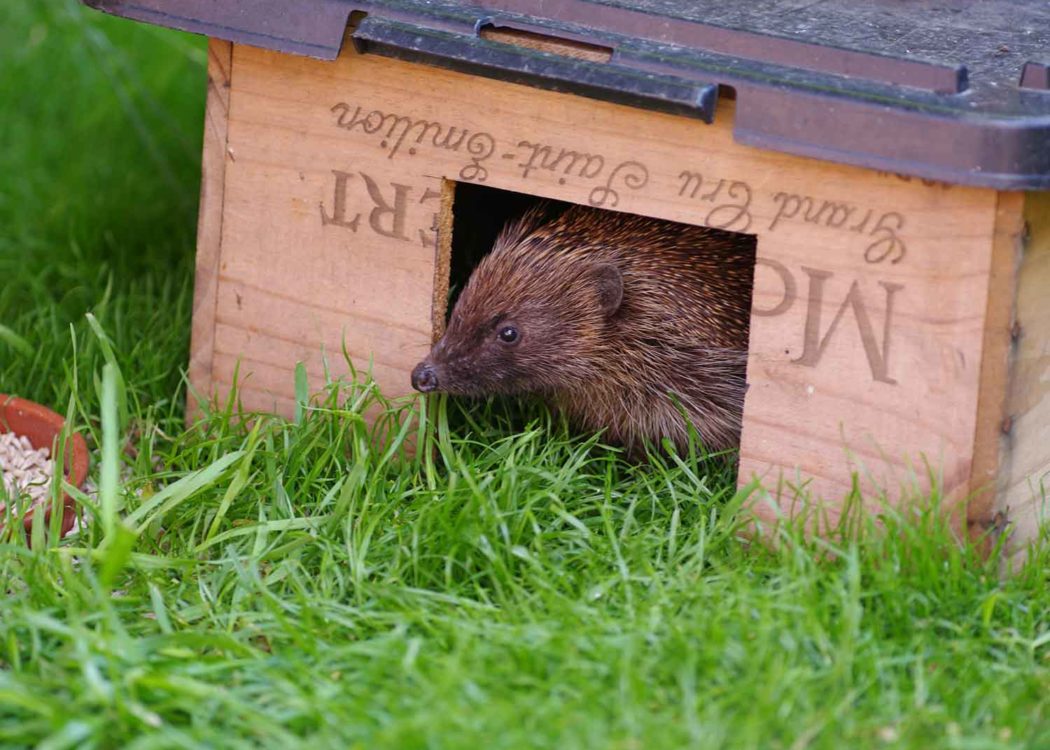 Hedgehog in Feeding Box by Gillian Day