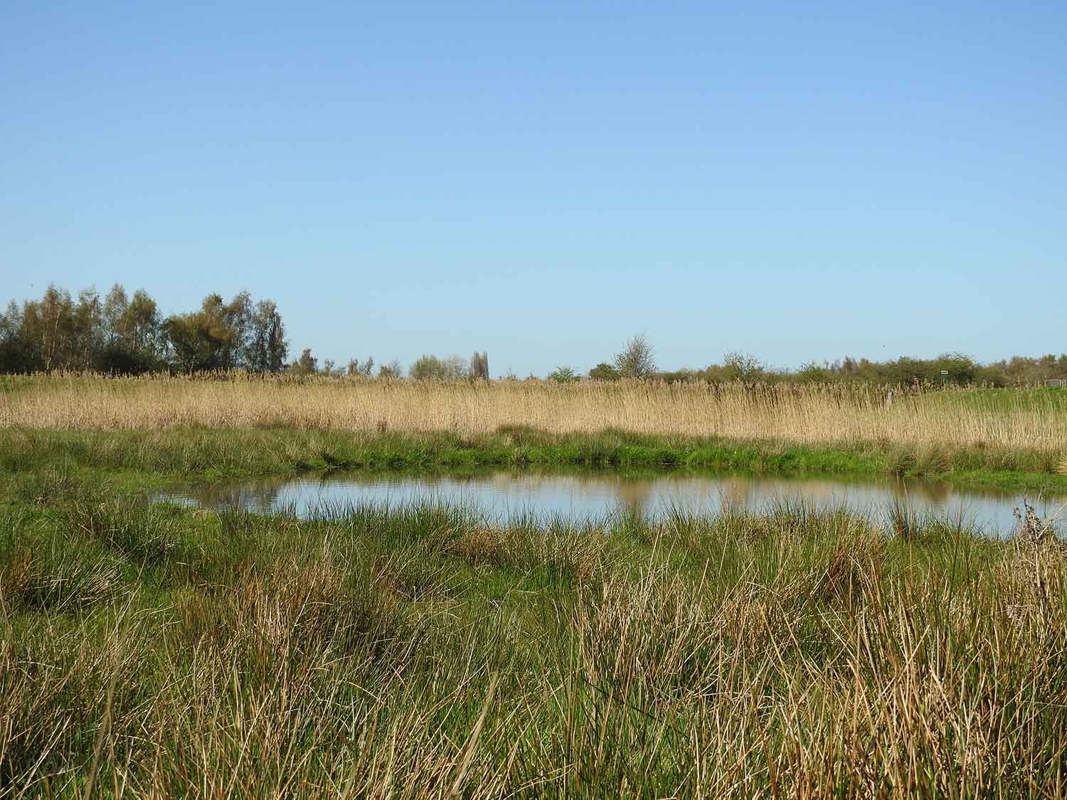 Kilnhurst Ings 2015, by Rob Miller