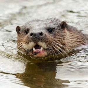Otter by Amy Lewis