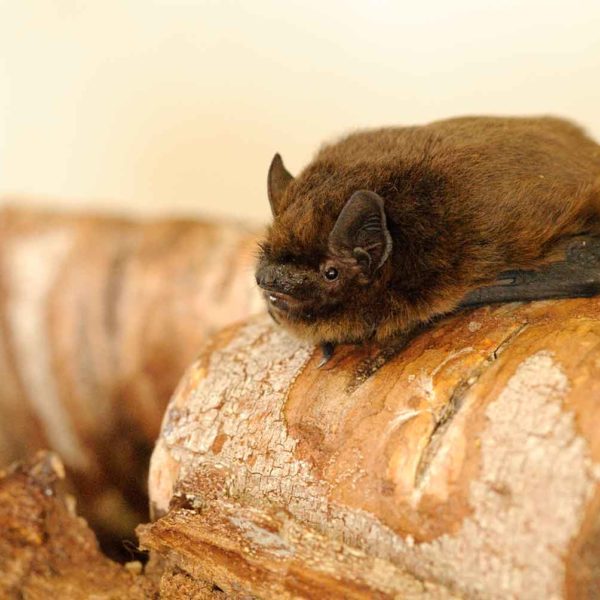 Pipistrelle Bat by Amy Lewis