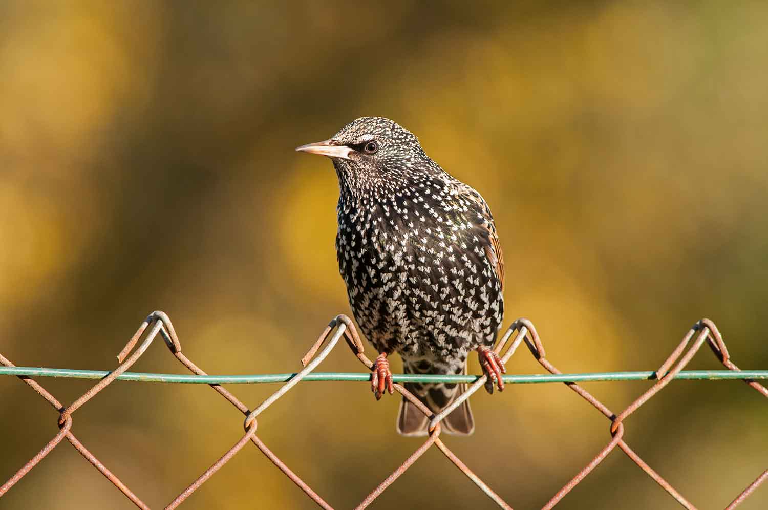 Starling - Sheffield & Rotherham Wildlife Trust