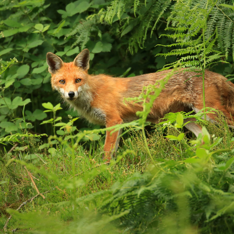 Fox, by John Hawkins/Surrey Hills Photography