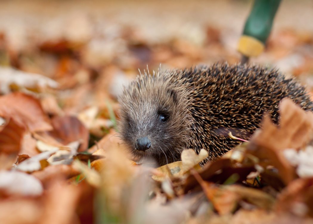 Hedgehog, by Tom Marshall